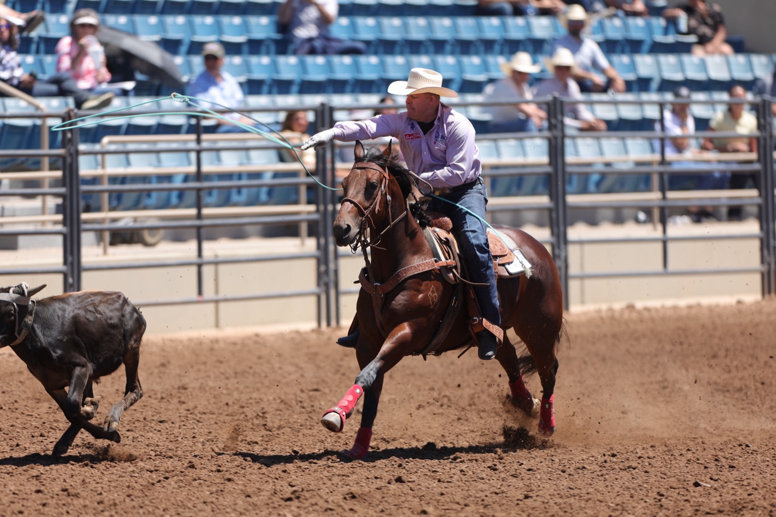DMC Reysin Em Wright, son of rope horse stallion Reys Of Pep, heading a steer with Jake Cooper