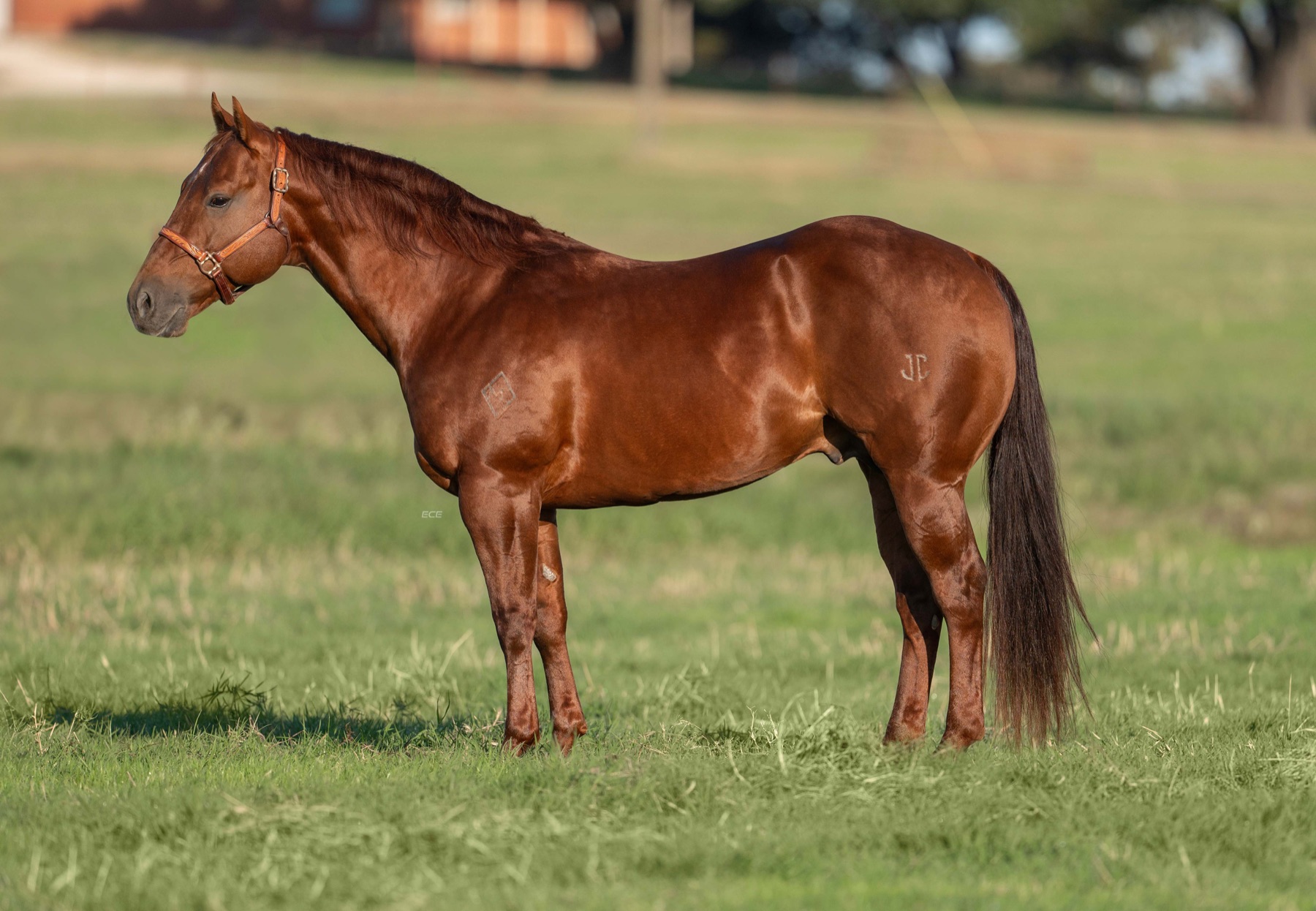 Reys Of Pep rope horse stallion conformation photo — 15.1 hand AQHA sorrel stud, JC brand