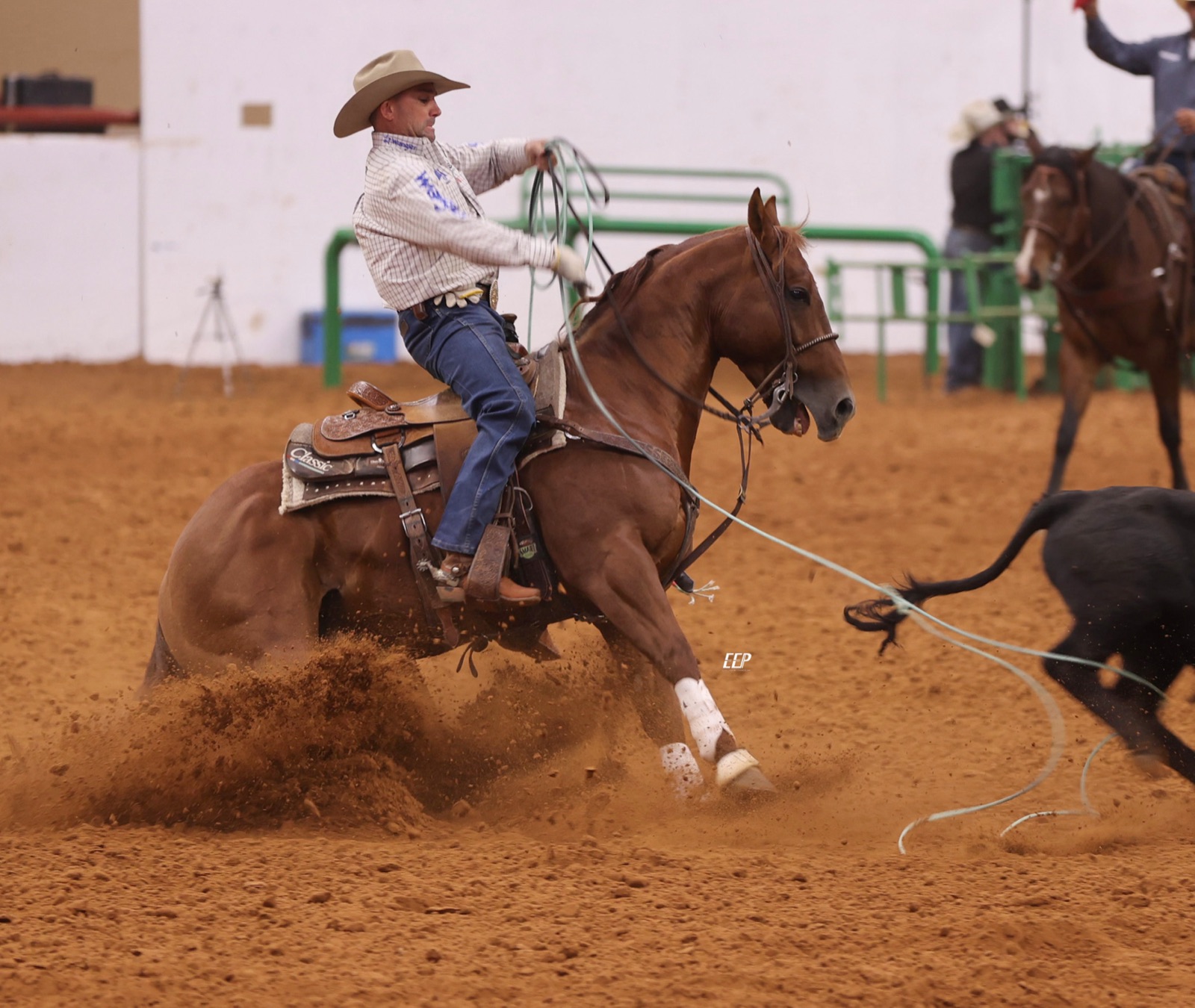 Rope horse stallion Reys Of Pep heeling a steer, photo by Kenzie Mayer
